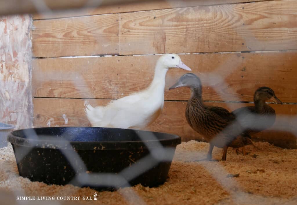 3 ducklings in a fenced in brooder area