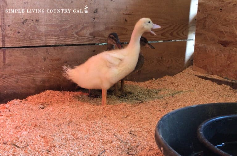 what is a duck brooder Simple Living Country Gal