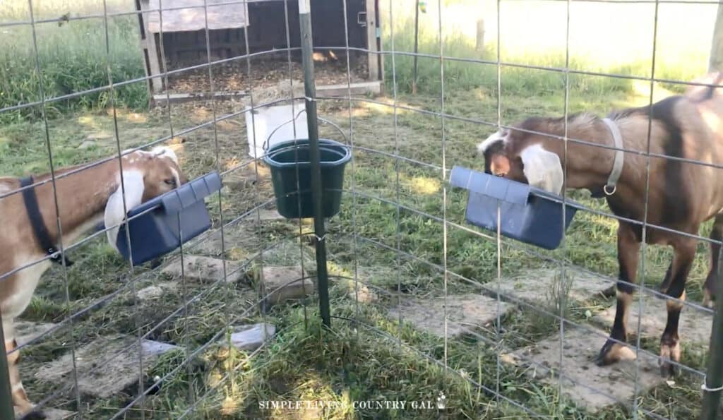 A buck and a wether eating out of buckets in a goat pen 