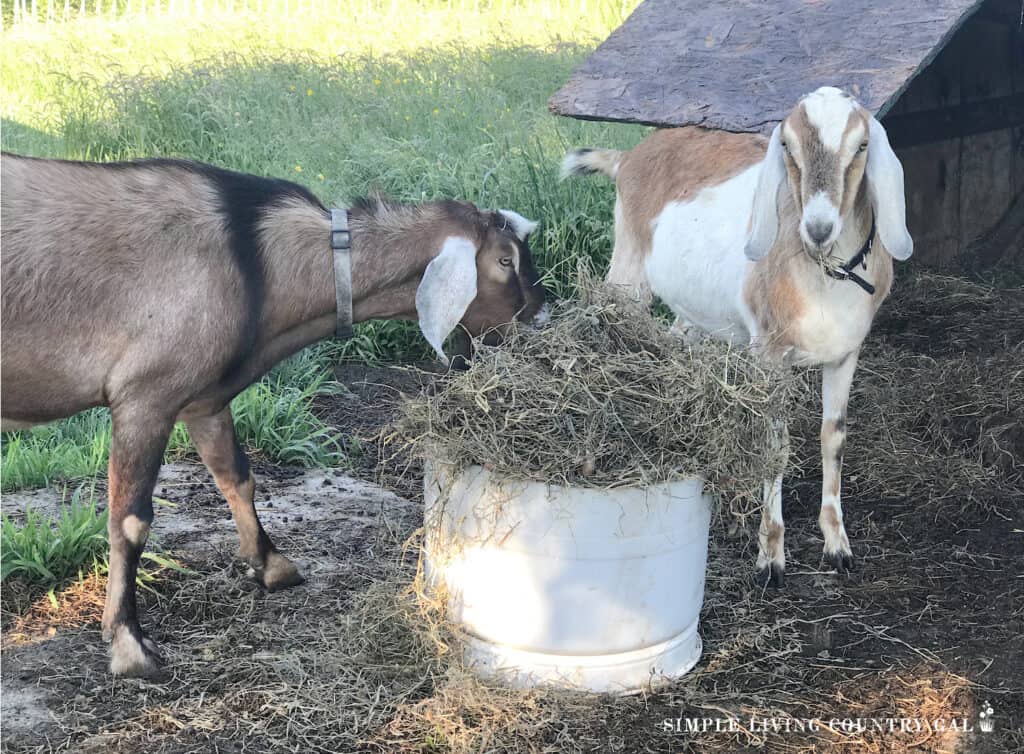 A goat eating hay out of a white bucket