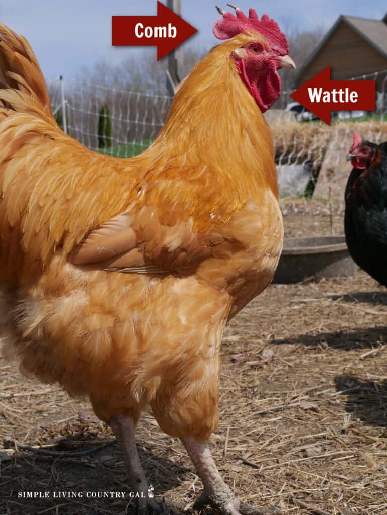 A golden rooster with arrows showing the wattles and comb