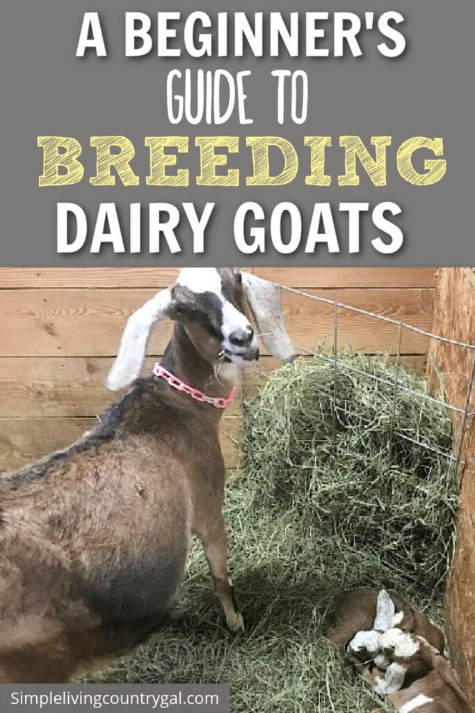 BREEDING DAIRY GOATS