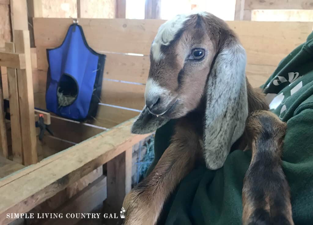 Baby goat being held in a woman's arms 