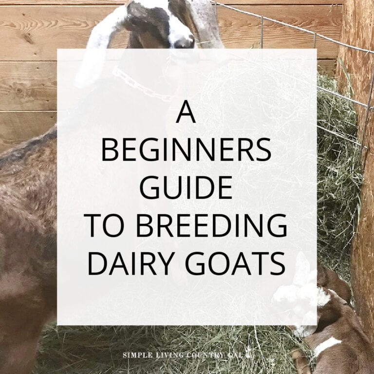 Breeding dairy goats