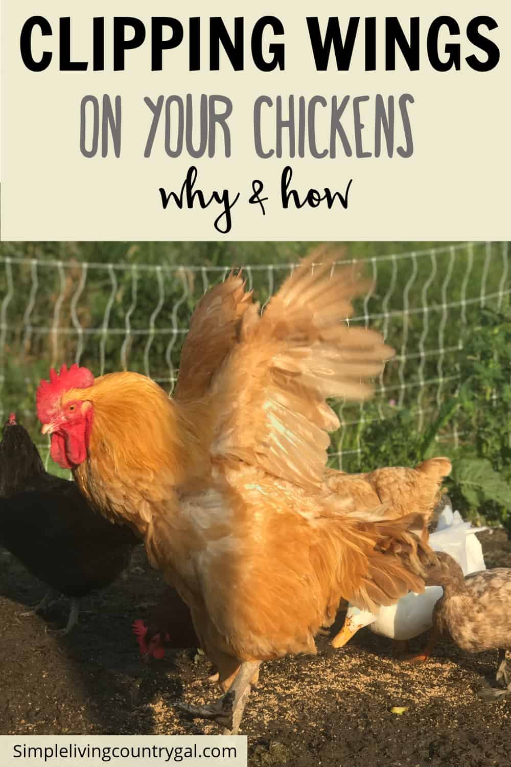 Clipping wings on chickens | Simple Living Country Gal