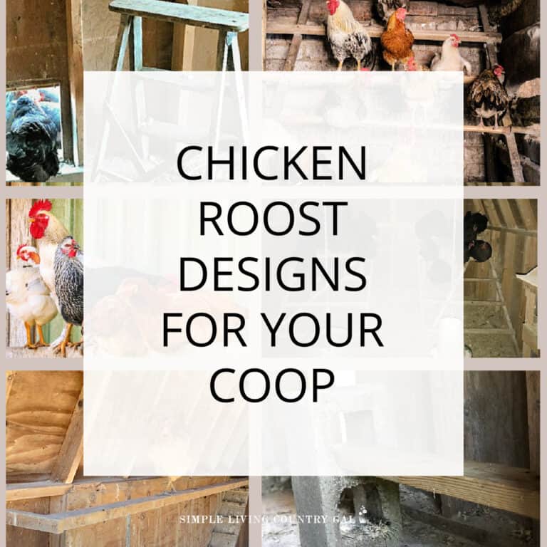 Chicken roost designs
