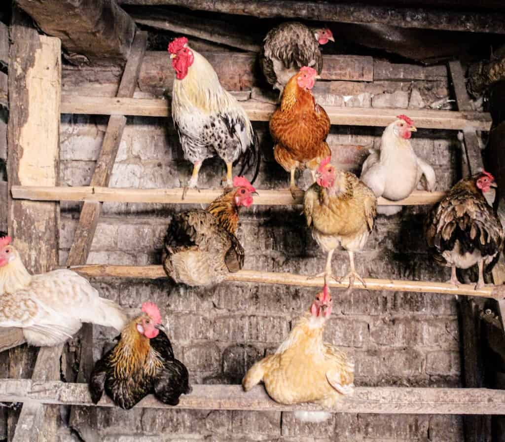 Chickens on a diy ladder perch made of branches