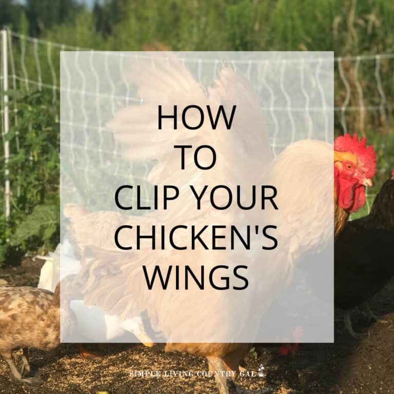 Clipping wings on chickens