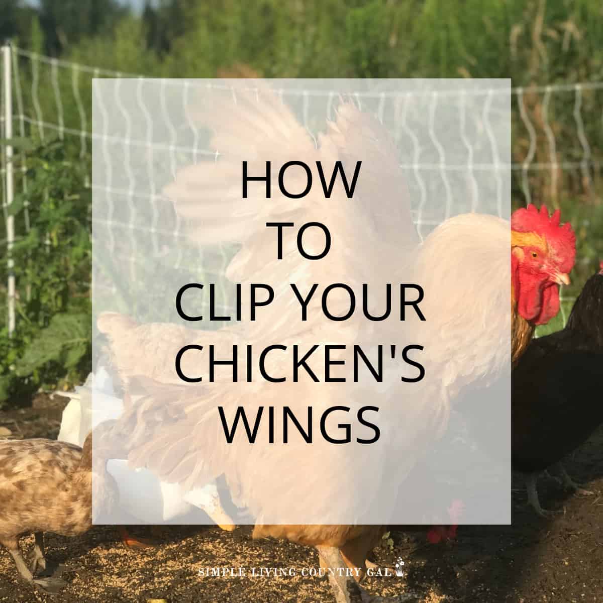 Clipping wings on chickens | Simple Living Country Gal