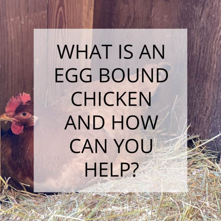 Egg bound chicken