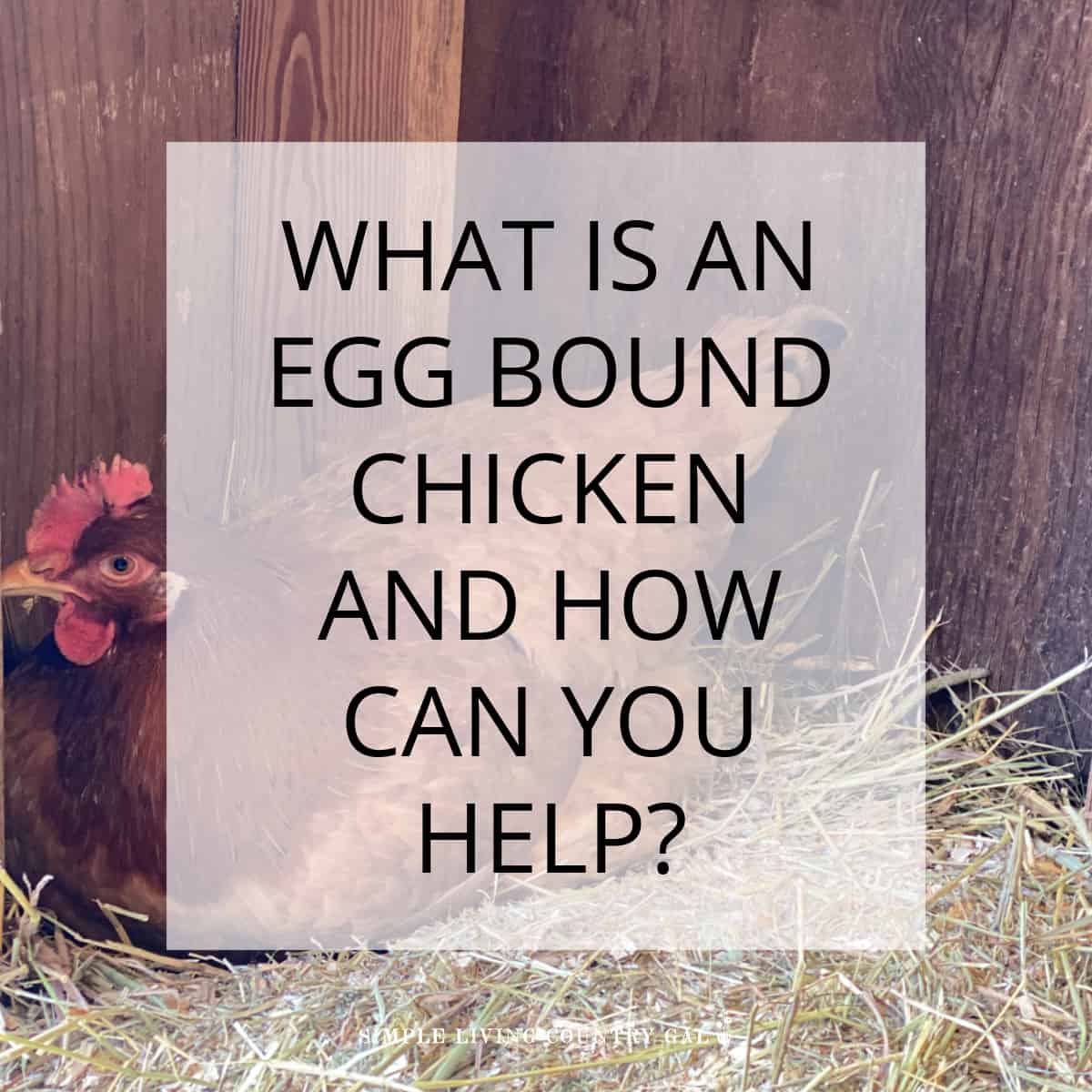 Eggbound chicken Simple Living Country Gal