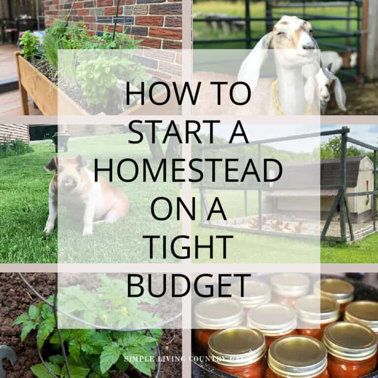 Homesteading on a budget