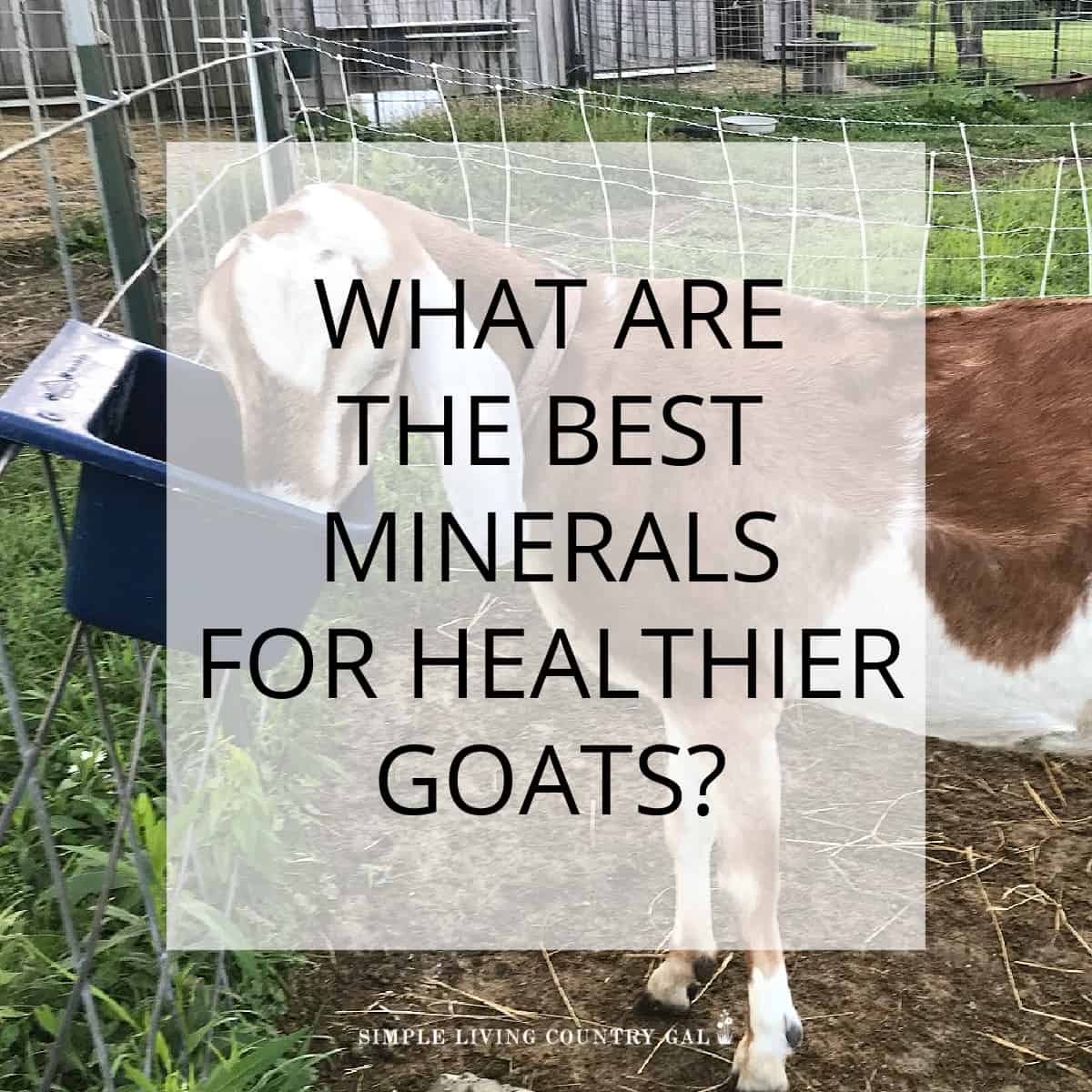 Minerals for Goats | Simple Living Country Gal