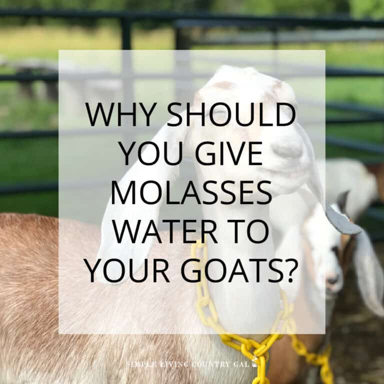 Molasses water for goats