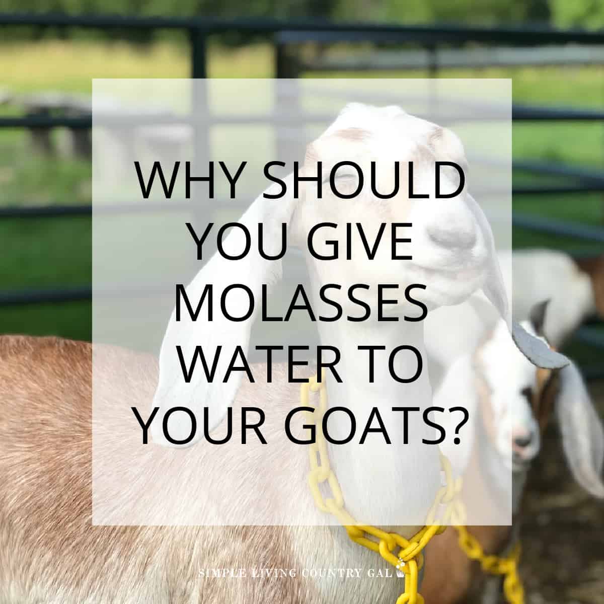 Molasses water for goats Simple Living Country Gal