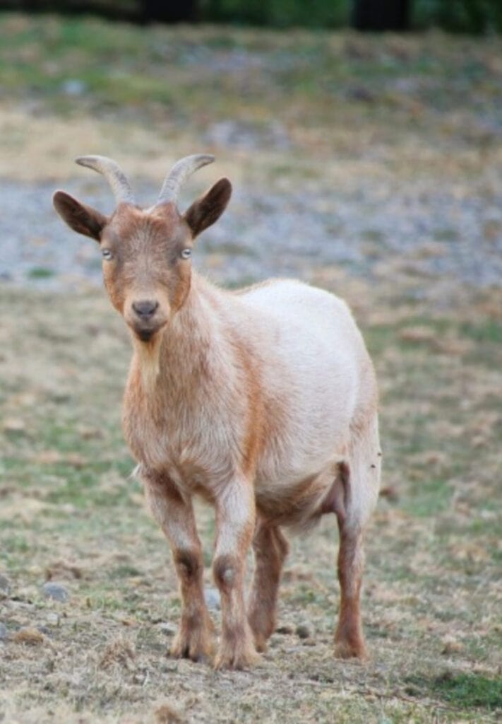 a Nigerian dwarf goat standing in a pasture