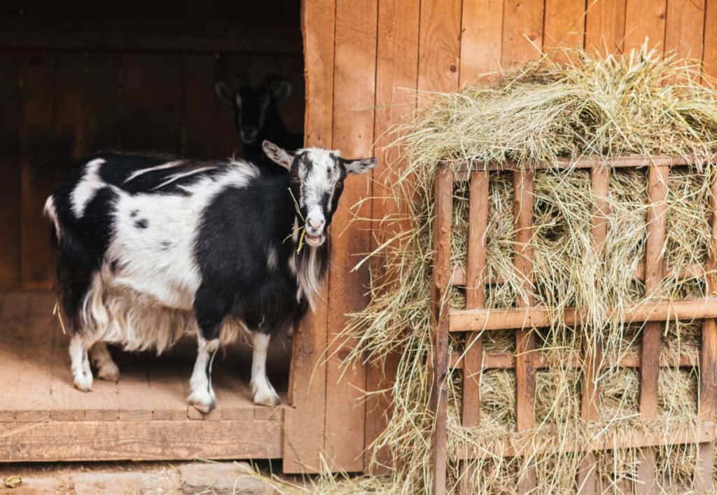 a black and white goat next to a troth hay feeder on a wall
