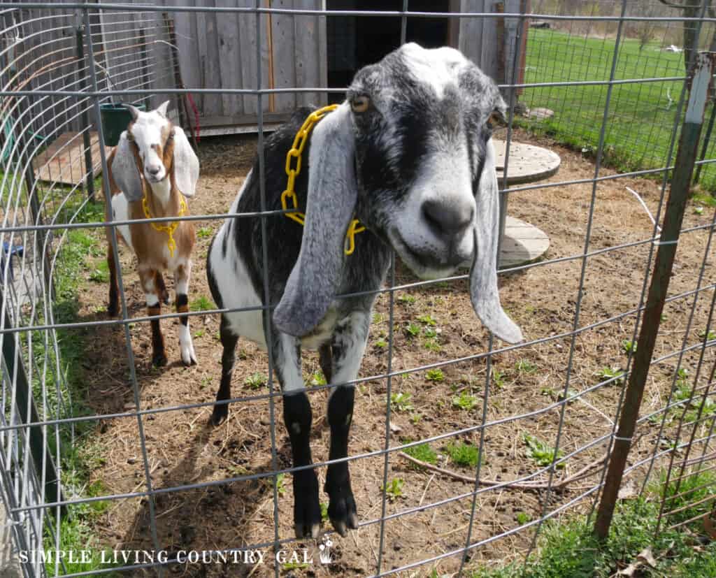 a black and white goat standing on a metal fence peeking through (1)