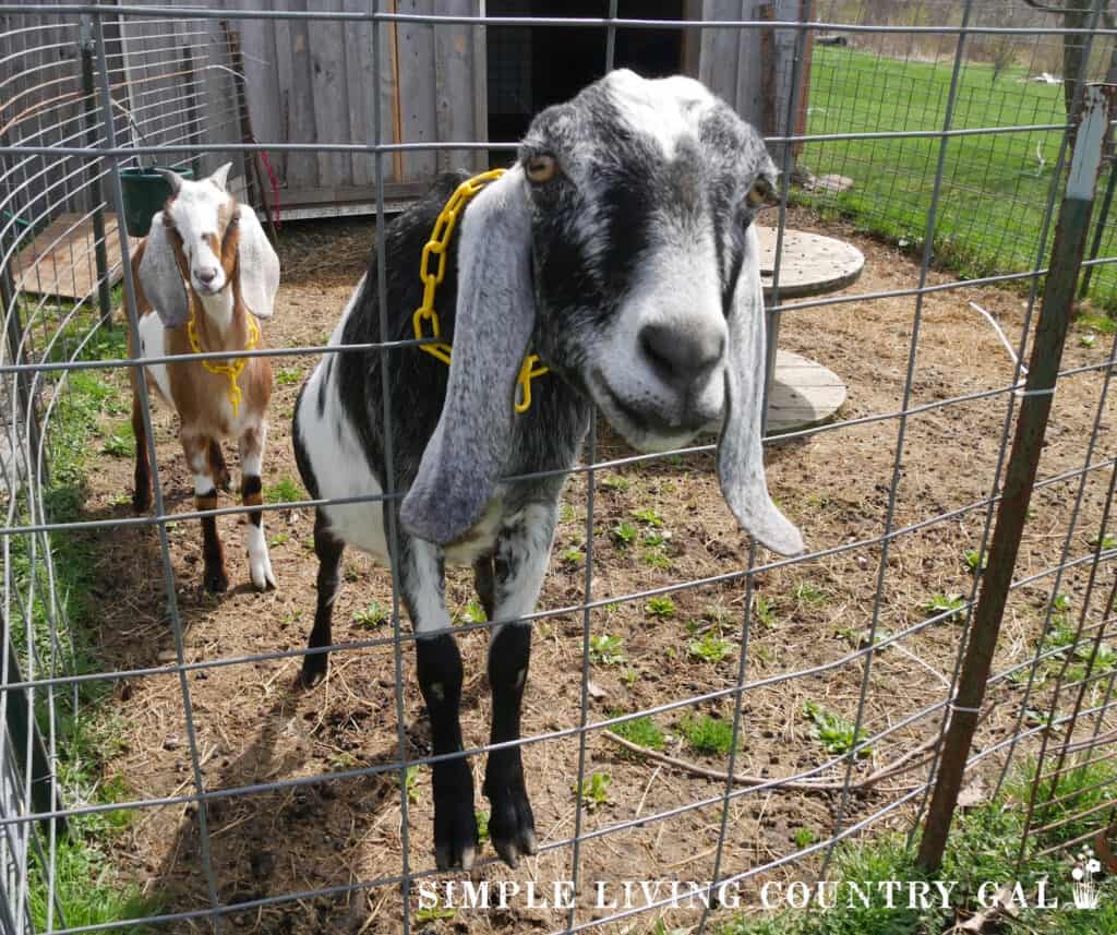 a black and white goat standing on a steel woven fence