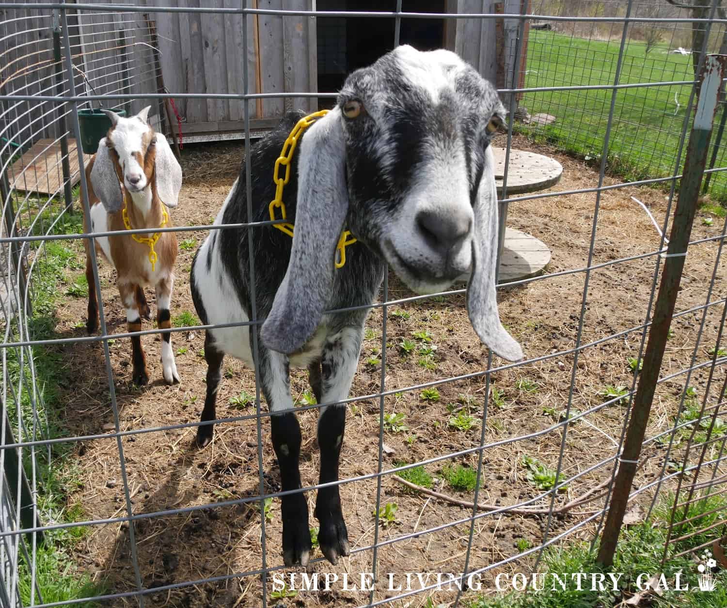 How To Keep Goats In A Fence 