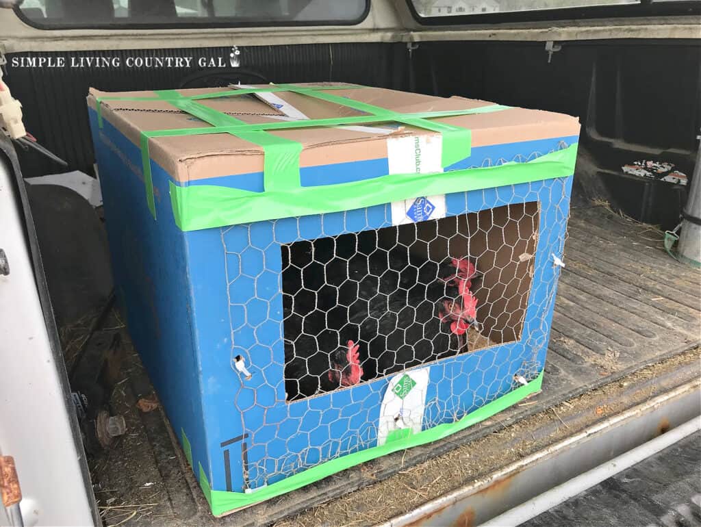 a blue cardboard box with chicken wire on one side and 2 chickens inside 