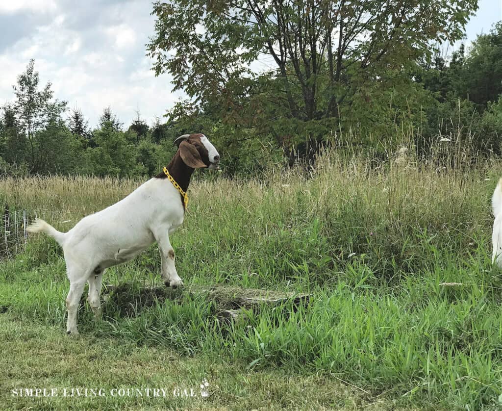 a boer goat standing on a log in a pasture