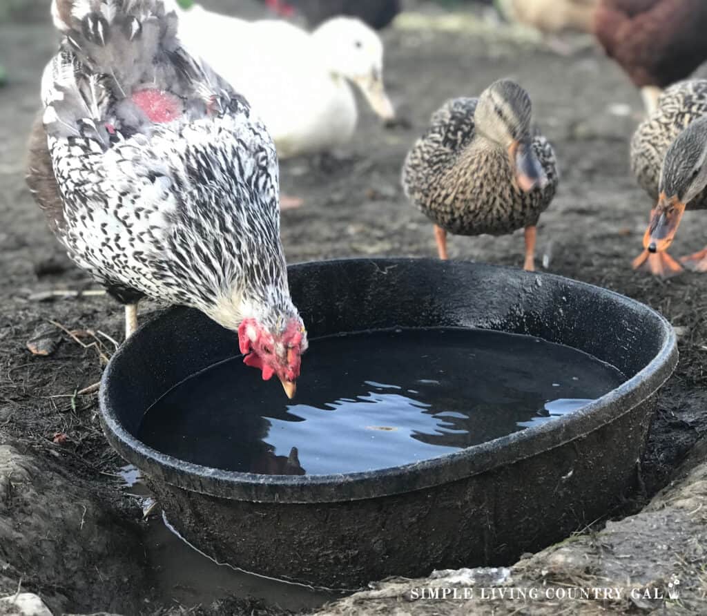 a bowl of water in a chicken run with a chicken drinking 