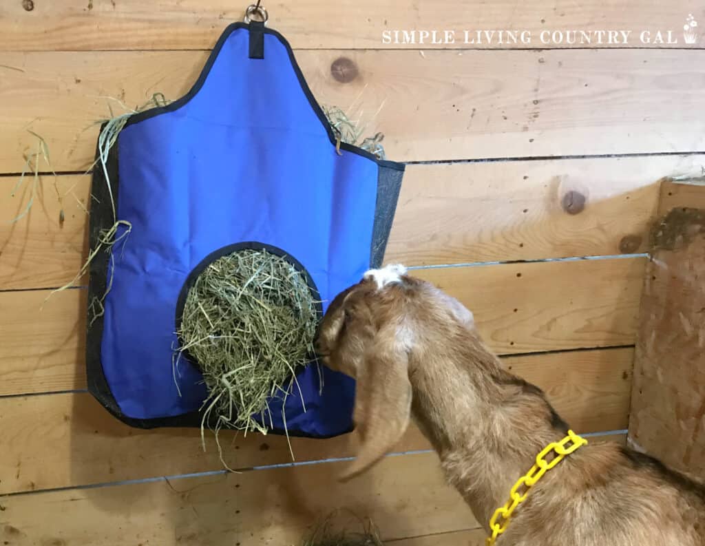 a brown nubian doe eating hay from a canvas hay feeder bag