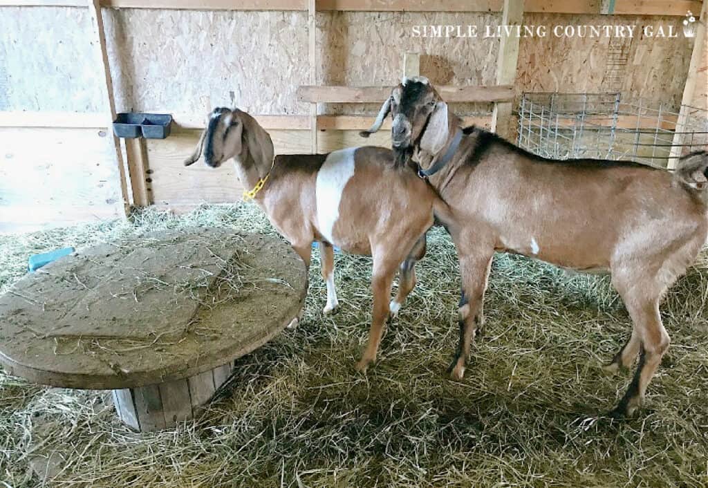 a buck breeding a Nubian doe in heat in a barn