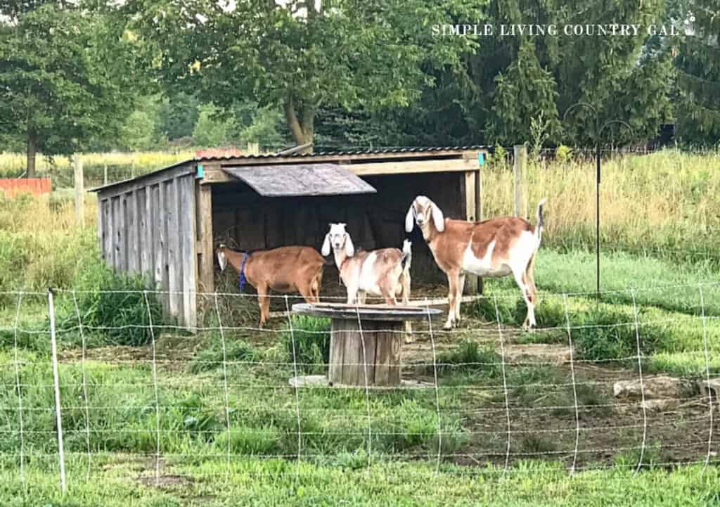 a buck, young goat kid, and a goat wether in a fenced in area with a lean to