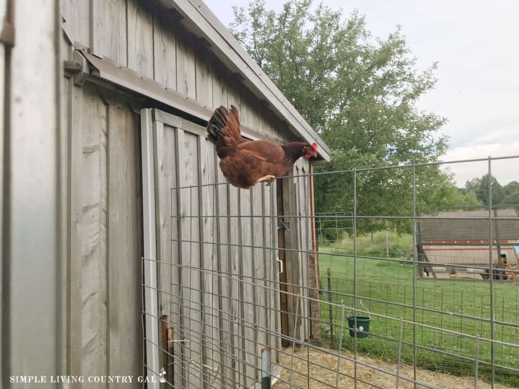 a chicken sitting on a very tall fence near to a barn