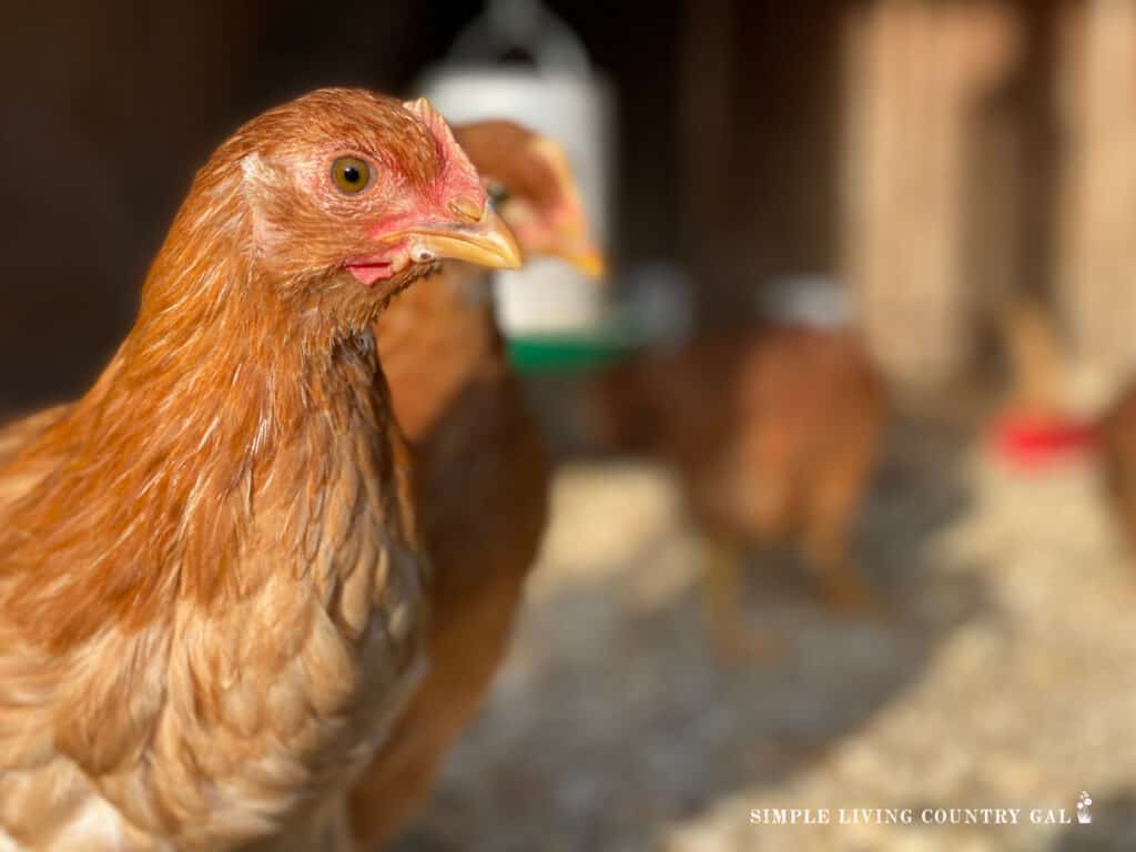 a close up of a golden chick