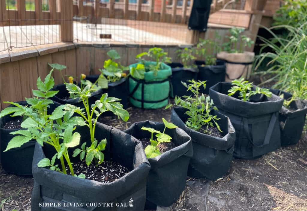 a collection of grow bags with various plants growing inside 