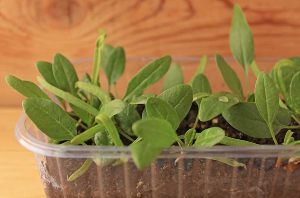 a container of young spinach plants growing on a counter