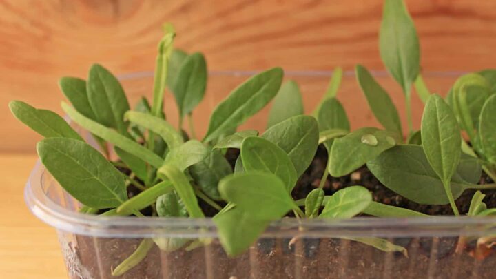 Growing spinach indoors | Simple Living Country Gal