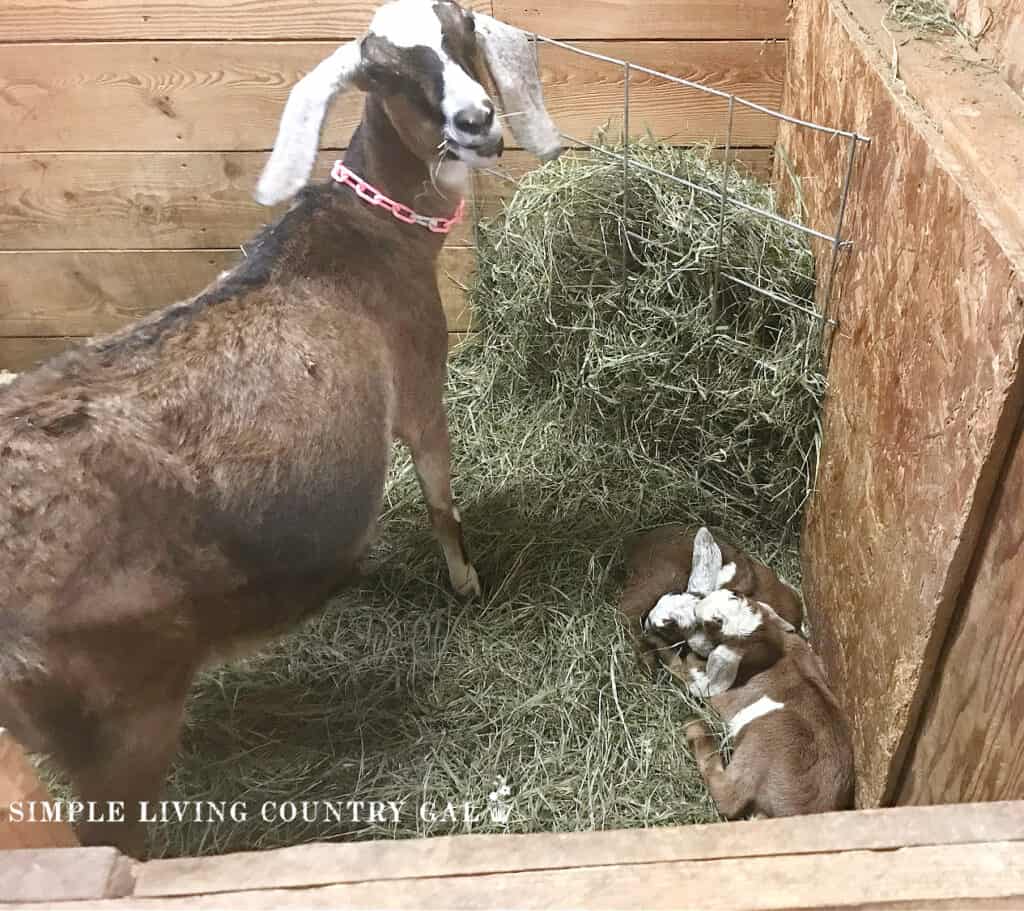 a doe goat with her young newborn twin kids in a stall
