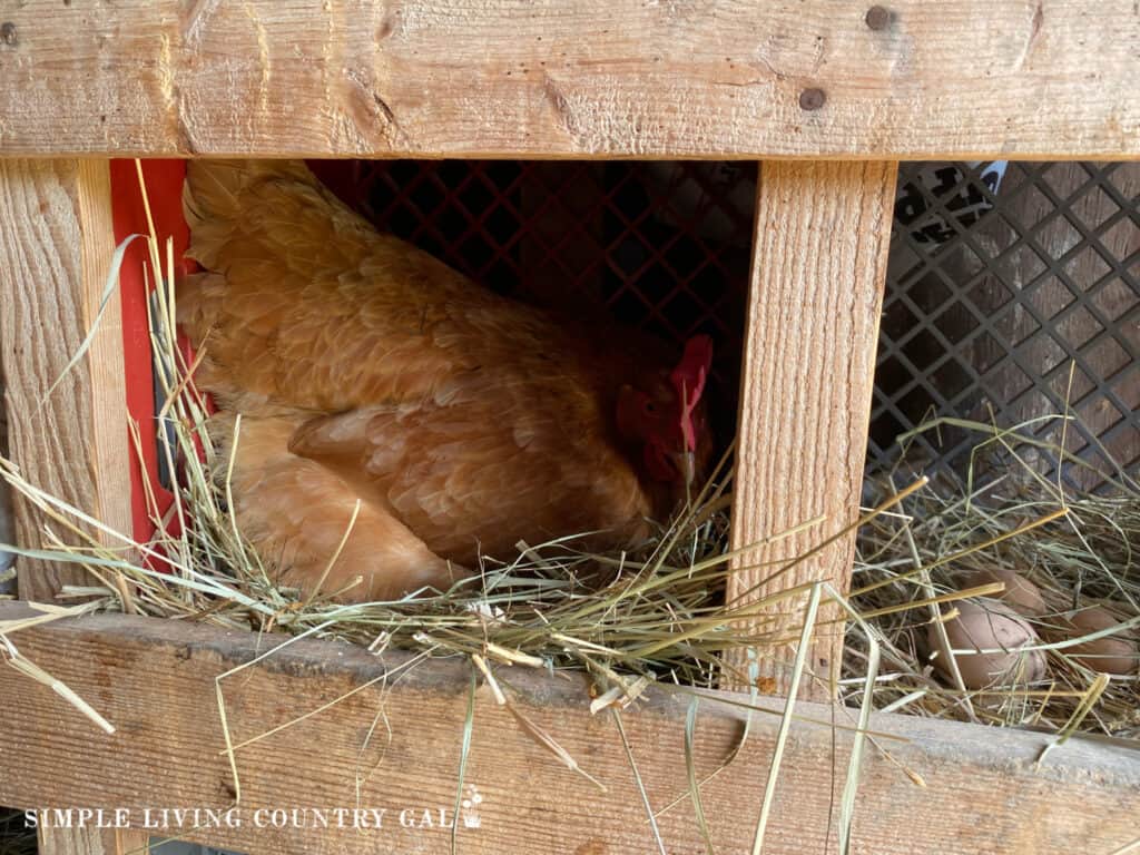 a golden chicken in a nesting box