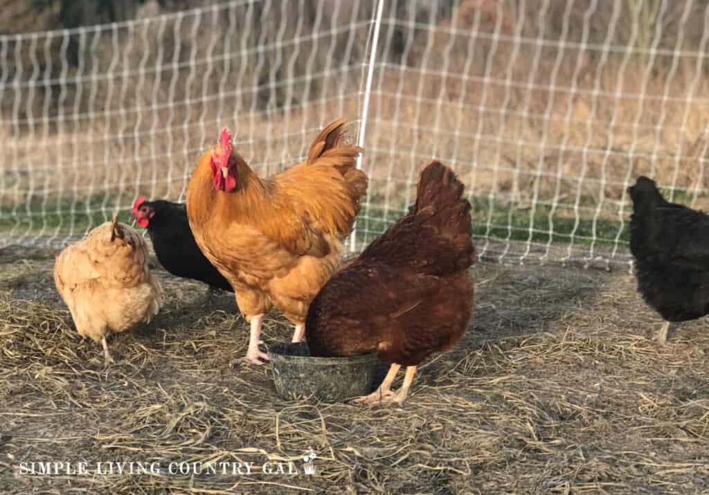 a golden rooster standing near a hen that is eating from a bowl