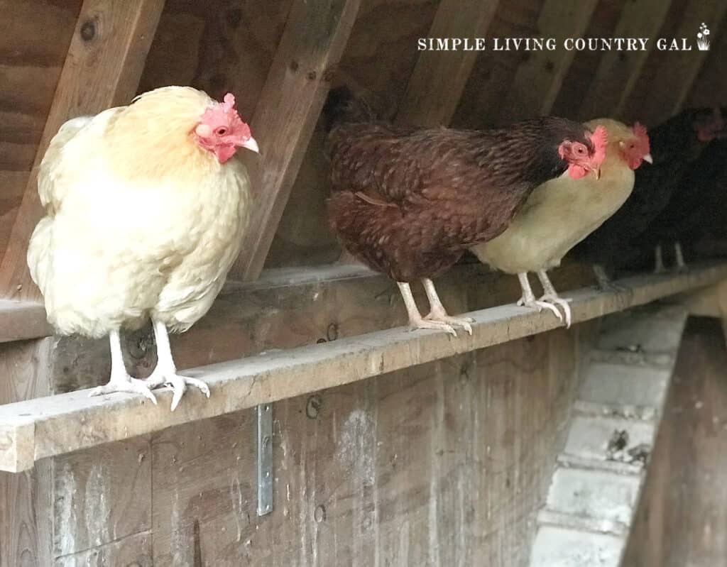 a group of chickens perched on a board in a chicken coop copy