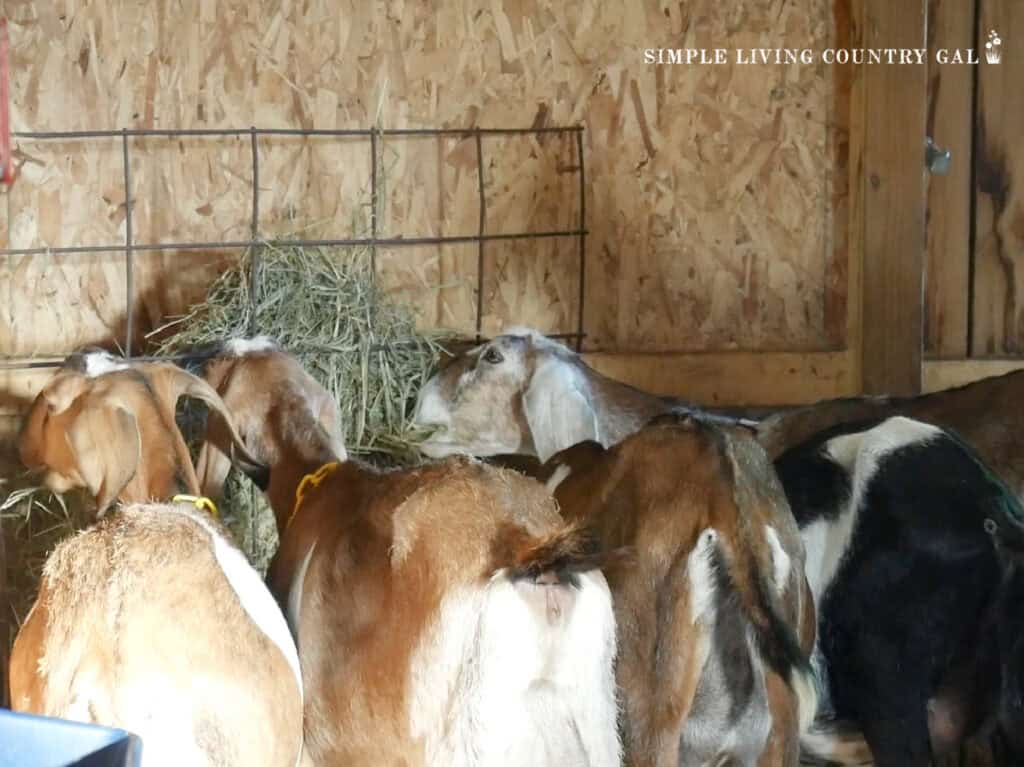 a group of dairy goats eating hay in a barn