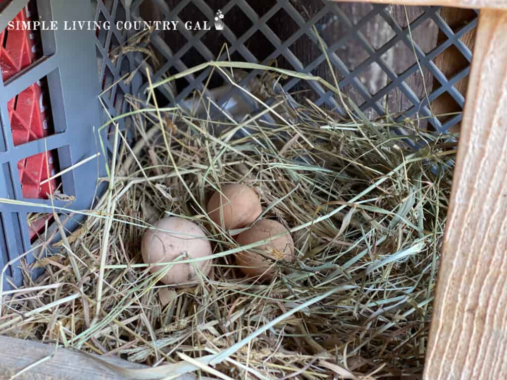 a group of eggs in a nesting box