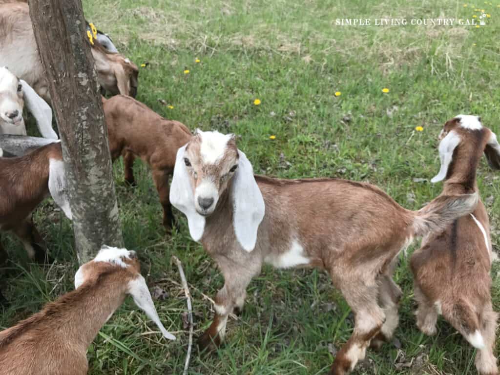 a group of goat kids in a field