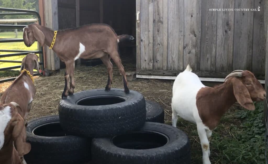 a group of goats climbing on stacked tires playing