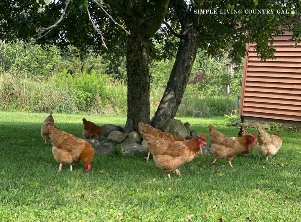 a group of new Hamshire red chickens under a tree