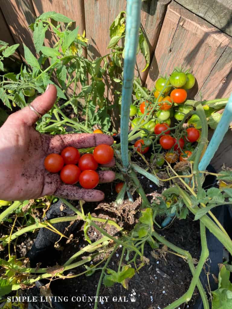 a hand holding ripe cherry tomatoes from a garden plant