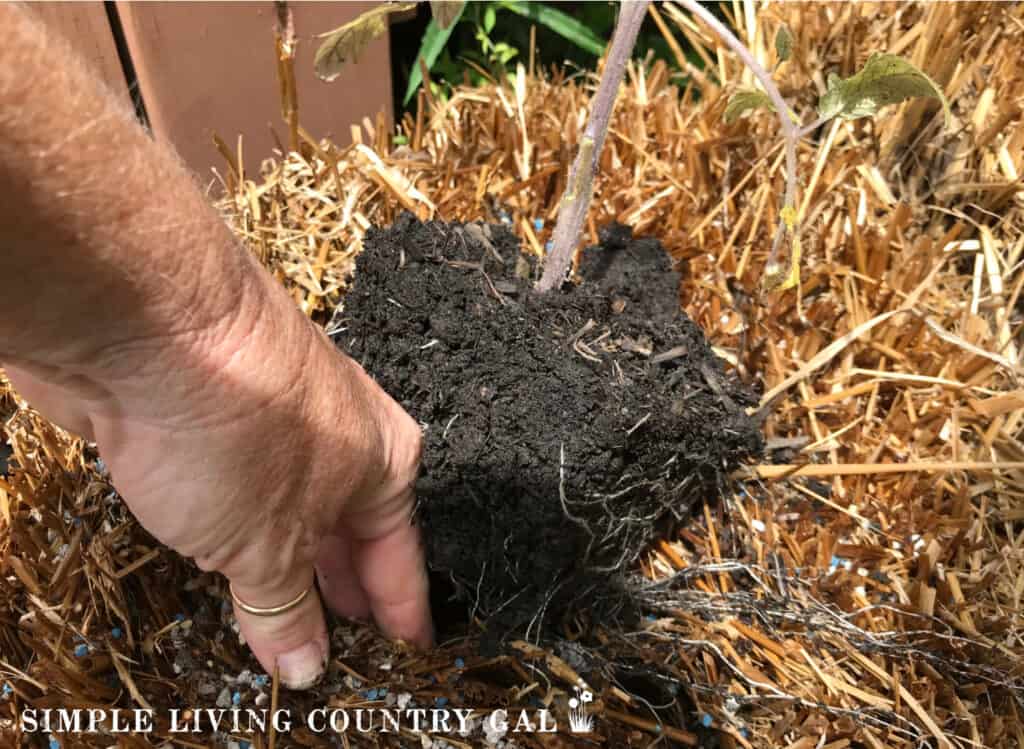 a hand planting a seedling in a straw bale