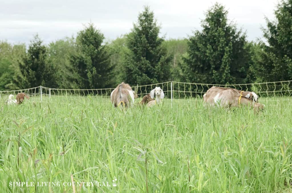 a herd of goats grazing in a pasture 