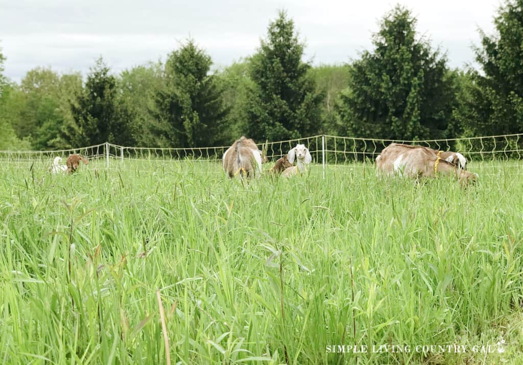 a herd of goats grazing in a pasture of grass