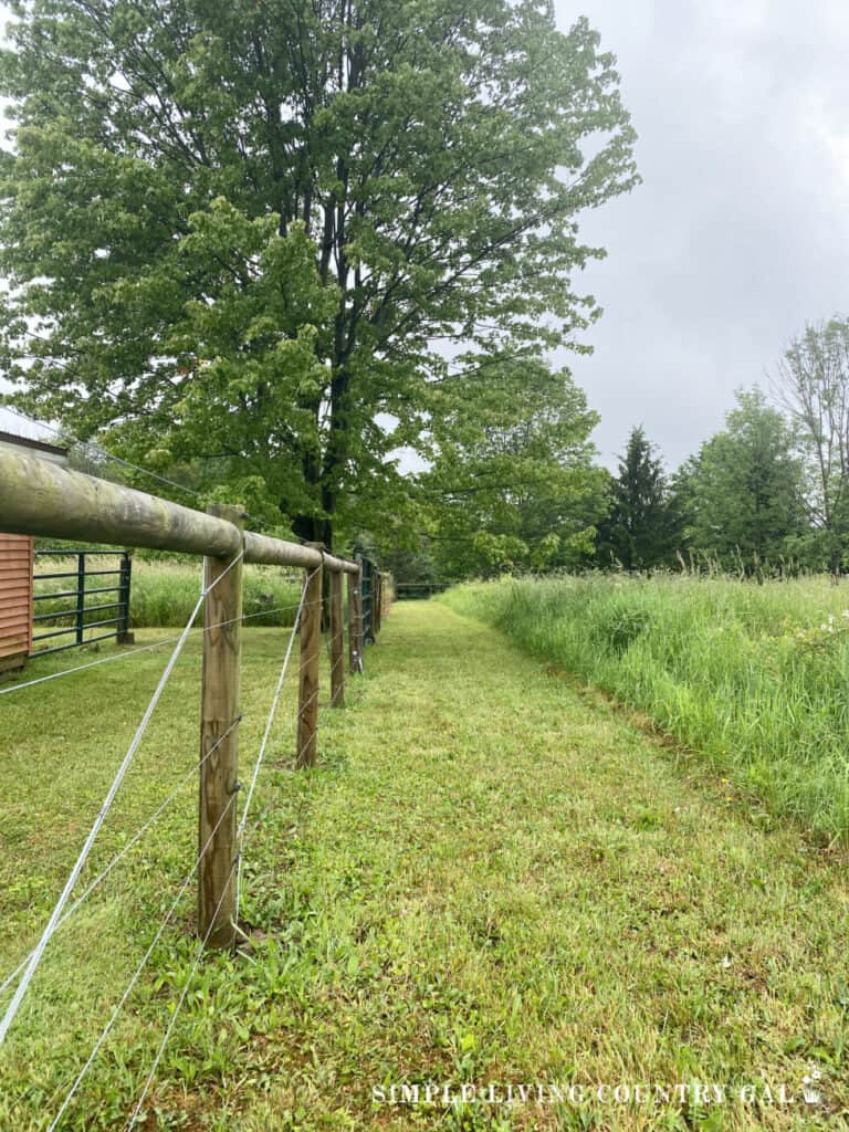 a high tensile fence in a pasture with a large tree