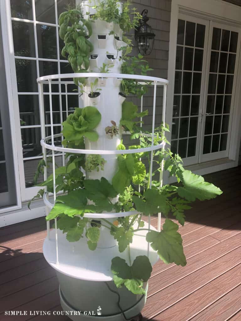 a hydroponic grow system on a back patio